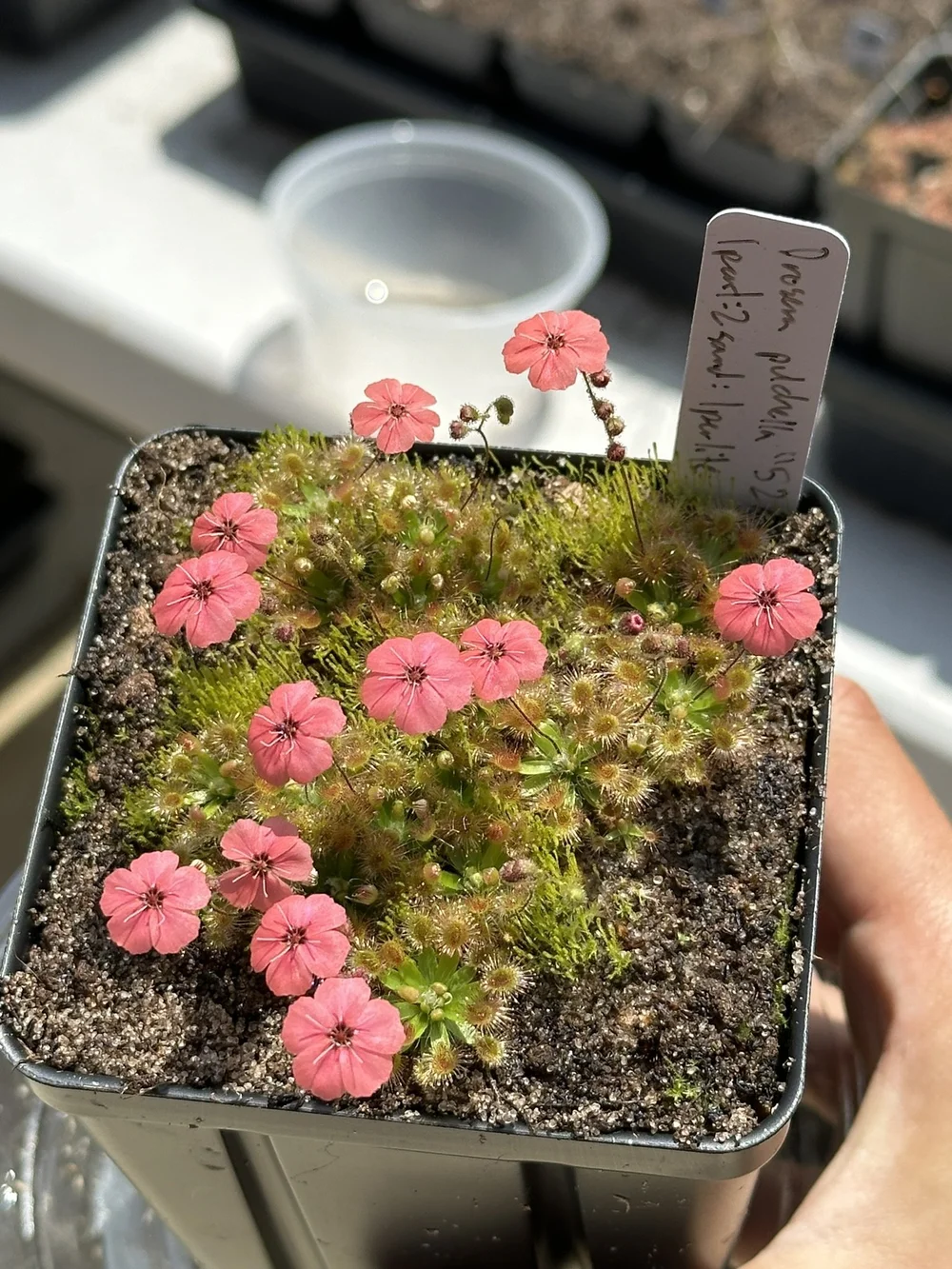 Drosera pulchella 